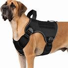 Harness