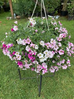 Outdoor Plant