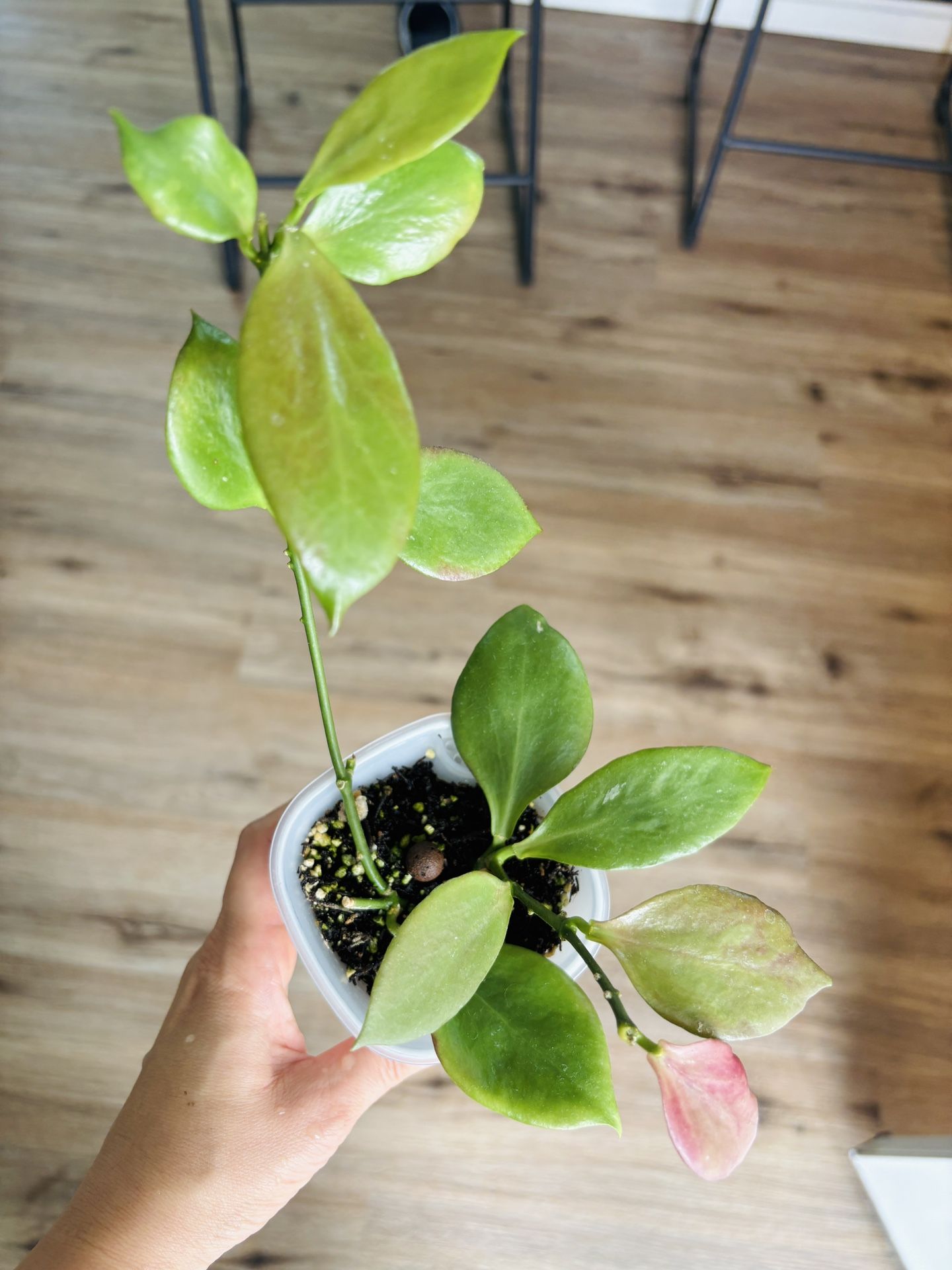 Hoya Anulata (fka Pseudo Littoralis)