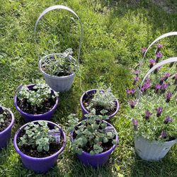 Lavender and Oregano Plants 