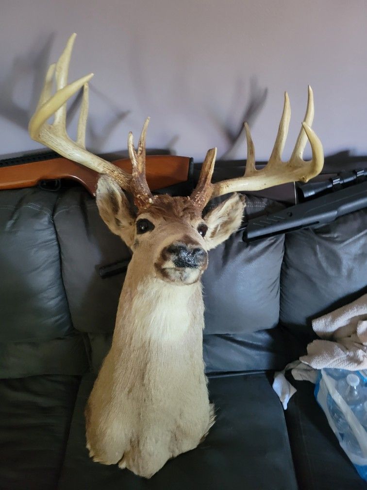 Vintage 11point whitetail buck with paperwork
