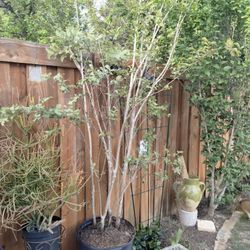 Crepe Mirtle O Climorol