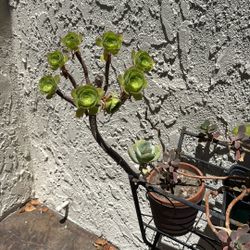 Aeronium Succulents