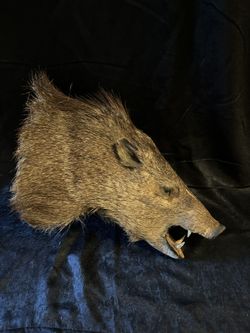 Taxidermy Wild Boar Head 