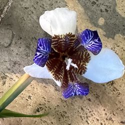 walking iris (Trimezia northiana, formerly Neomarica northiana)- 2 Rooted Plants