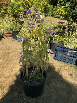 Canterbury bells