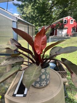 Philodendron prince Of Orange