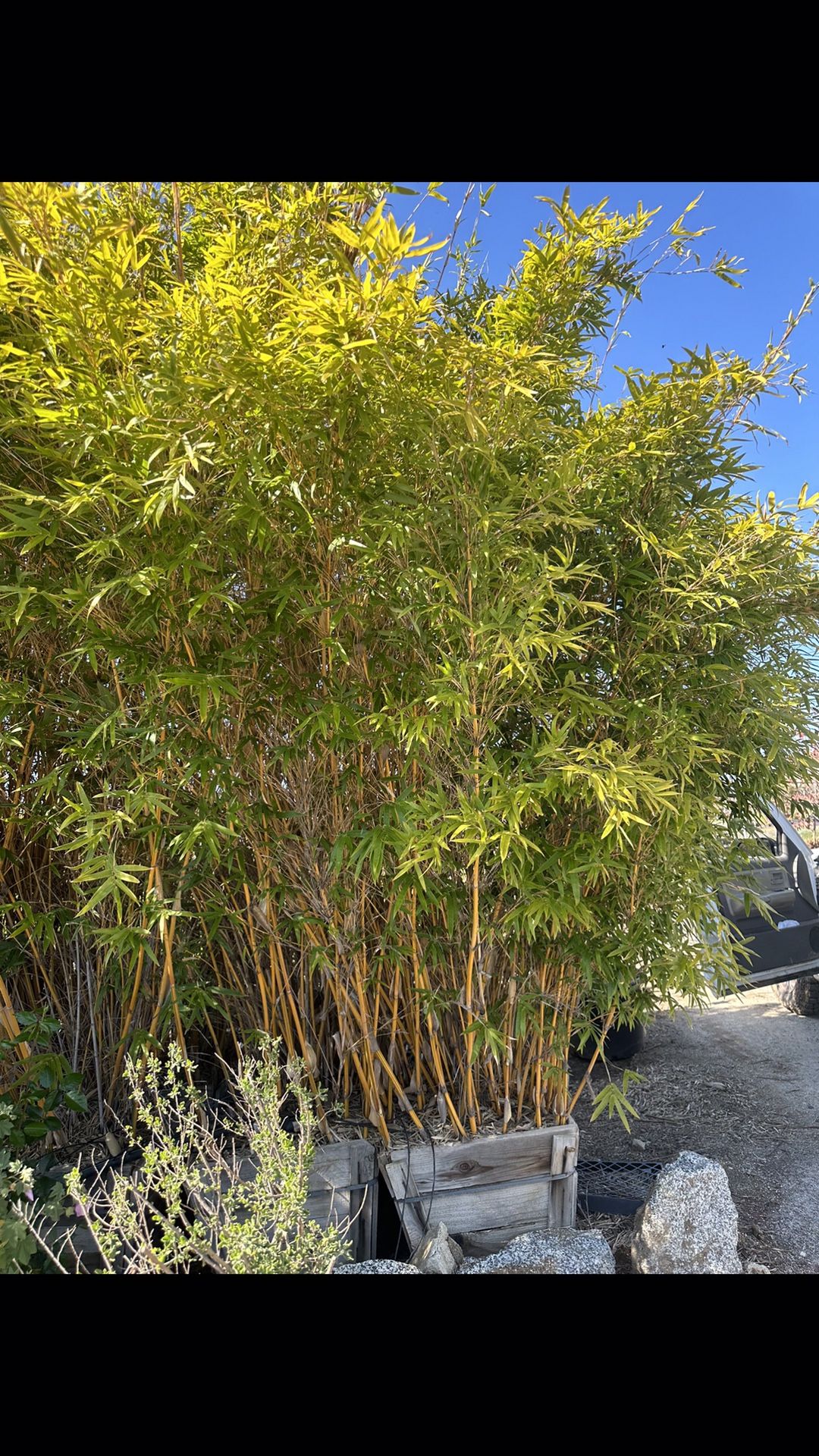 Bamboo Plant