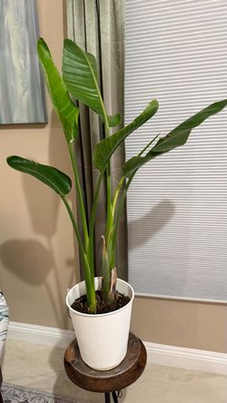 Bird of Paradise Plant