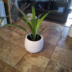 Spider Plant 