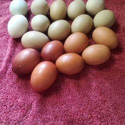 Fresh Organic Eggs 