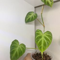 Philodendron Verrucosum- Uncommon Plants