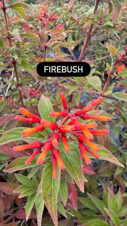 🔥 Firebush (Hamelia patens)