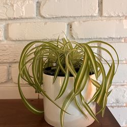 Updated Pictures - Spider Plant in Ceramic Pot
