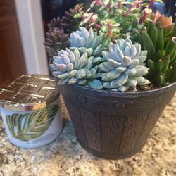 Beautiful, Succulent And Candle