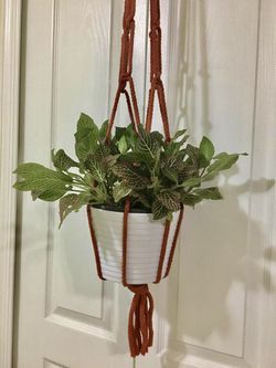 Pink nerve plant in white ceramic pot and hanging macrame ❣️