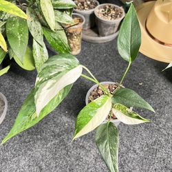 Monstera Lechleriana Variegated