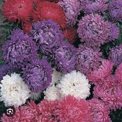 Beautiful Asters In Quart Containers