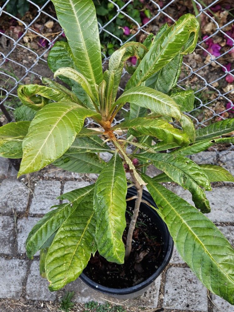 Mamey Tree