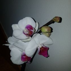 White Cathlea Orchid Purple Heart Silver Cachepot