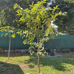 Guava Fruit Tree