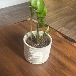Plant