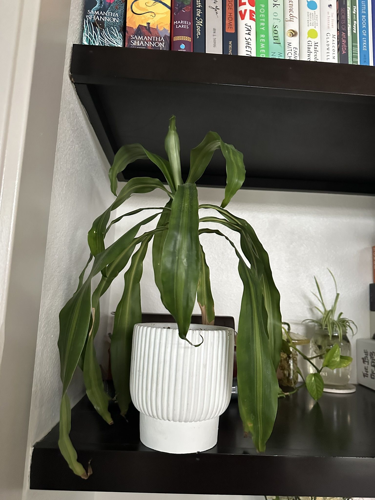 Spider plant