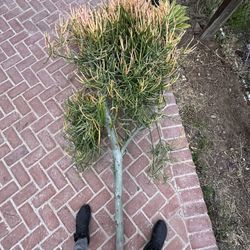 Huge succulent 7 Feet Tall Cutting