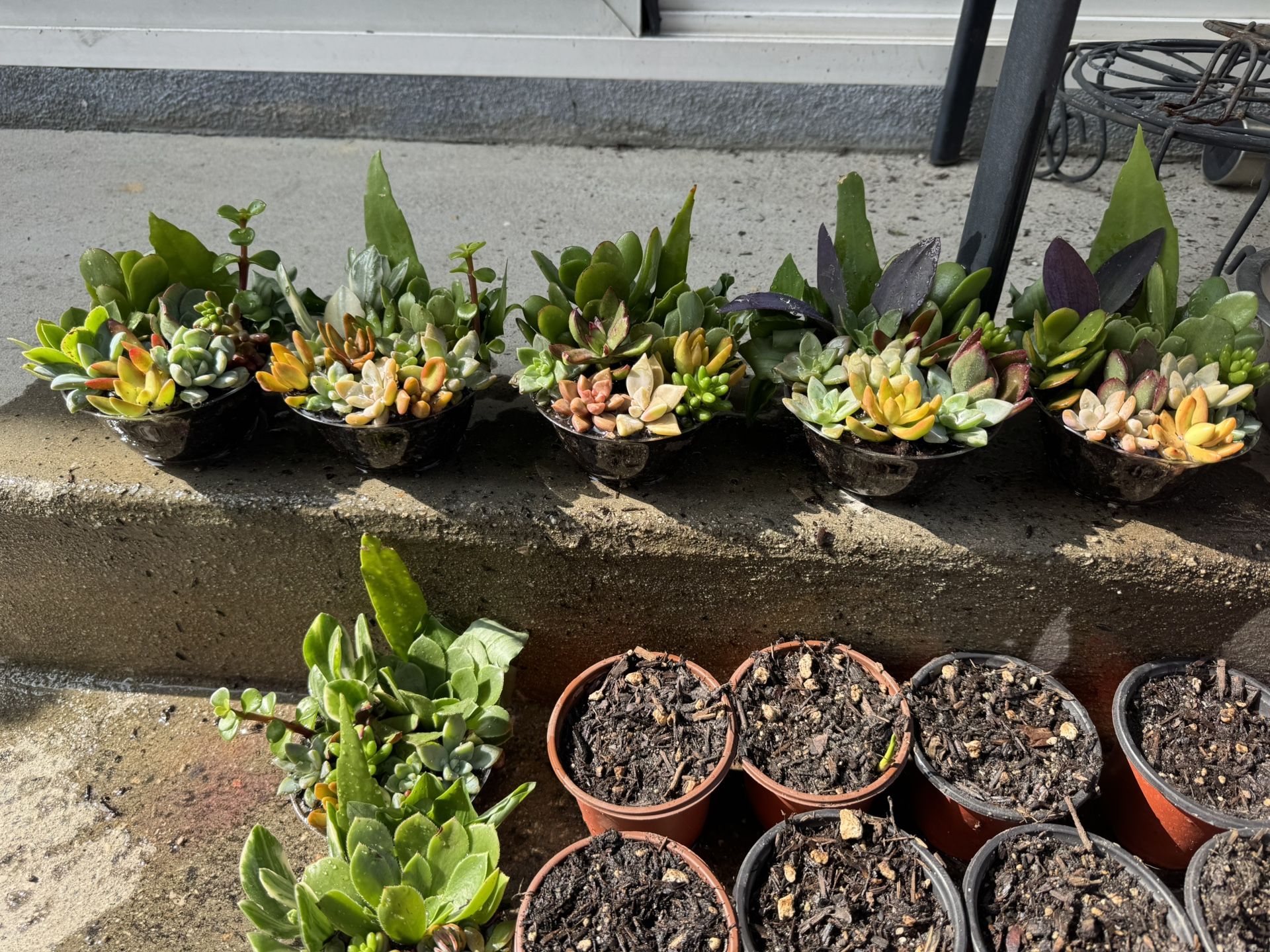 Little Succulents And Calla Lily Pot