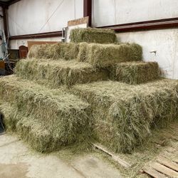 Hay from Washoe Valley!