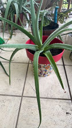 Sabila plant