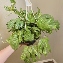 Silver Amydrium (Spider-Man Monstera)