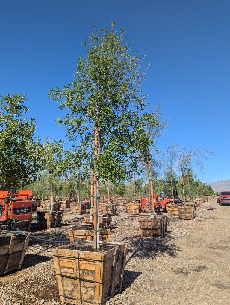$875 Delivered Arizona Ash Tree 36" Wide Pot