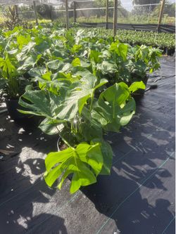 Ornamentals plants