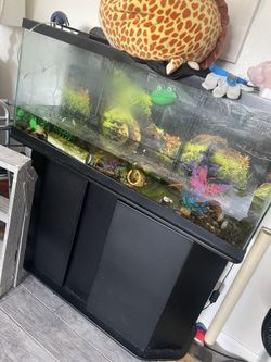Fish Tanks For Sale