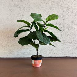 One 29” New Heavy Black Planter with Faux Artificial Fiddle Fig Leaf Plant