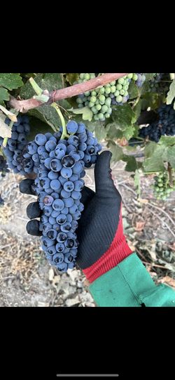 Vineyard