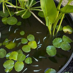 Rice Fish Tank Aquarium Decor