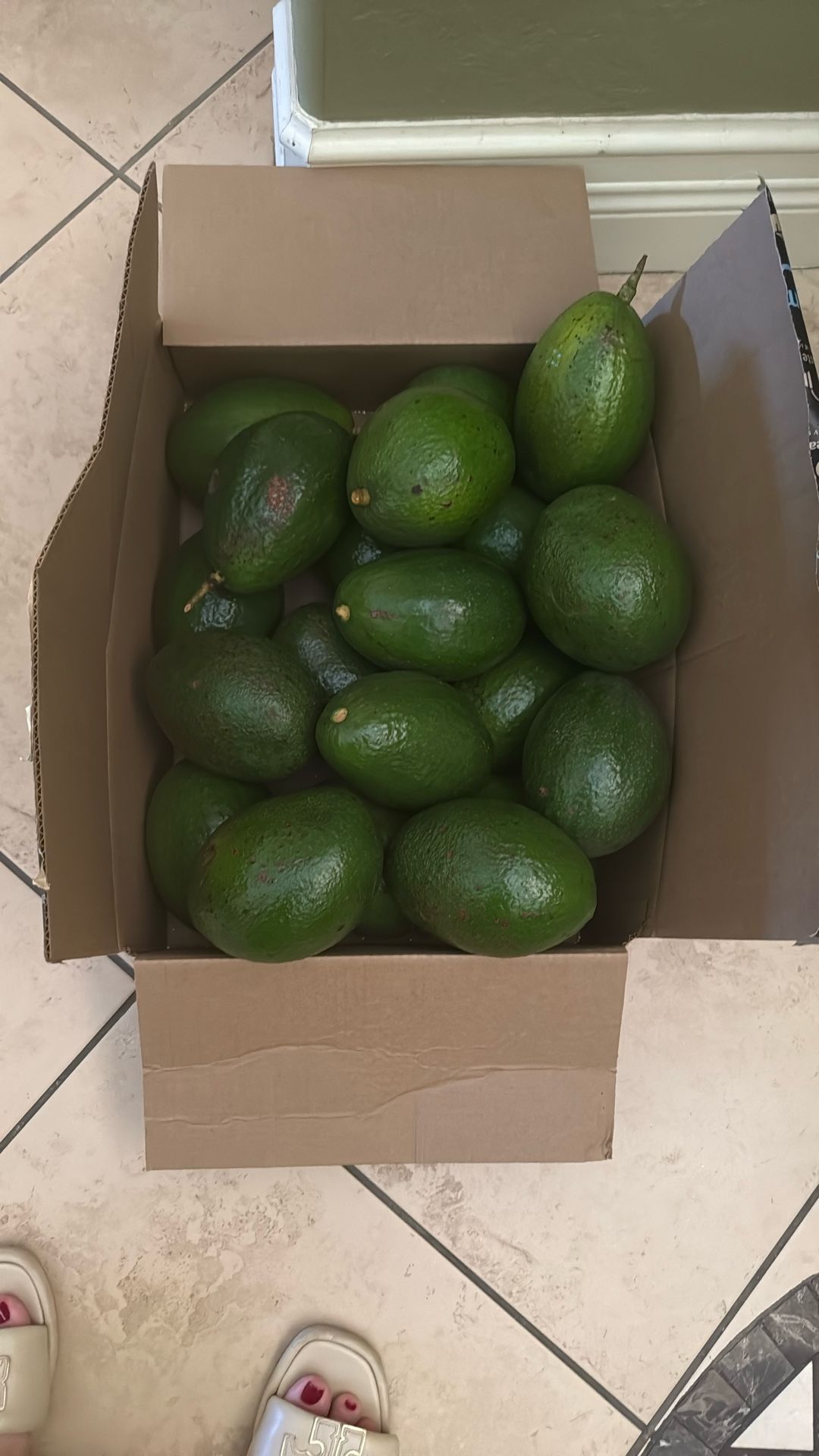 Aguacates