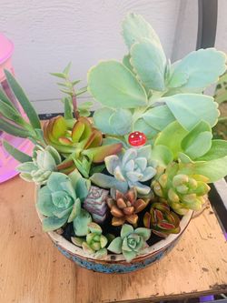 Beautiful succulent arrangements