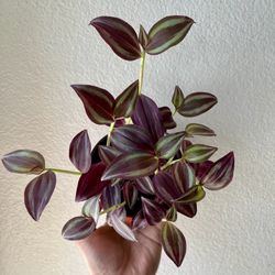 Tradescantia Zebrina 
