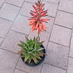 Beautiful Large Blooming Aloe Vera Plant Flower Succulent In Pot Home Patio Yard Garden Lawn