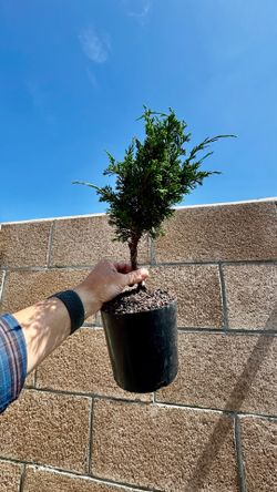 itoigawa shimpaku tree in a 1gal. cup (pre-bonsai)
