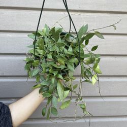 8” hoya memoria gracilis 