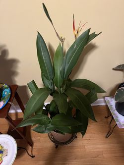 🐦‍🔥Heliconia Plant🐦‍🔥