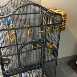 Bird Cage 