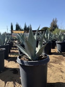 AGAVE