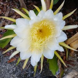 Dragon Fruit Plant Cuttings