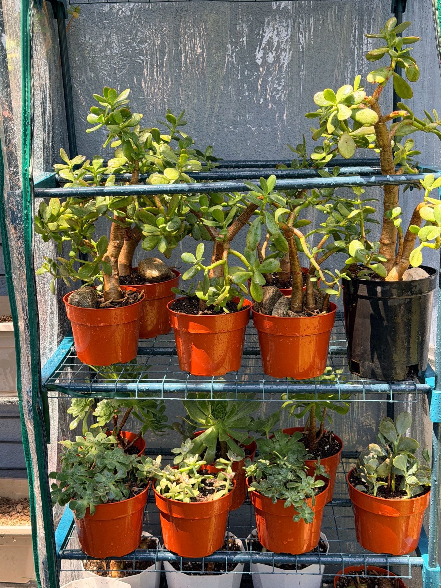 13 pots with plants/todas estas suculentas