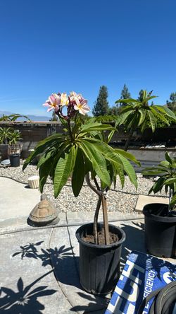 PLUMERIA TREE